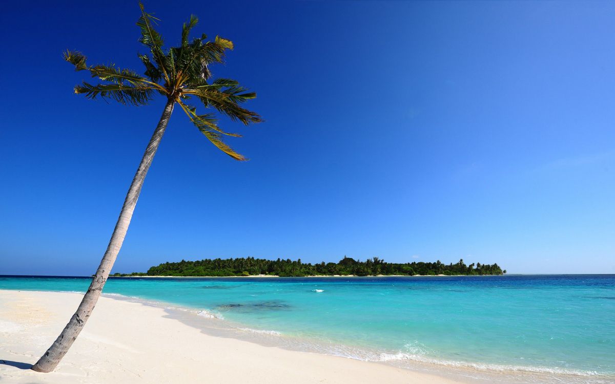 green palm tree on white sand beach during daytime