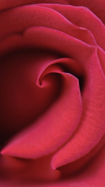 Image pink rose in bloom close up photo