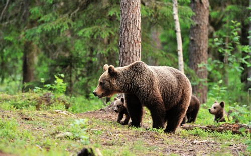 Image brown bear walking on green grass during daytime