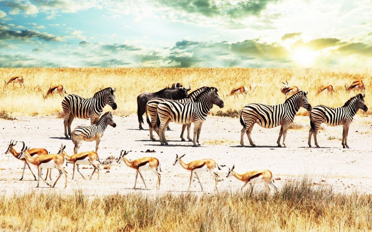 wildlife, terrestrial animal, zebra, herd, savanna