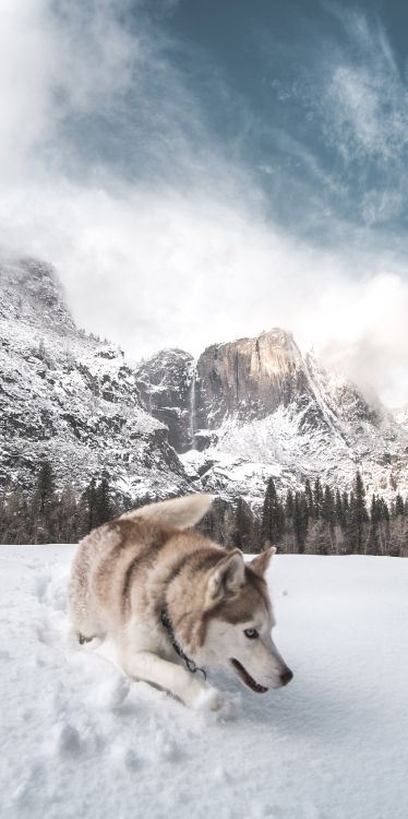 Husky Sibérien, Neige, Great Dane, Carnivores, Race de Chien. Wallpaper in 1778x3557 Resolution
