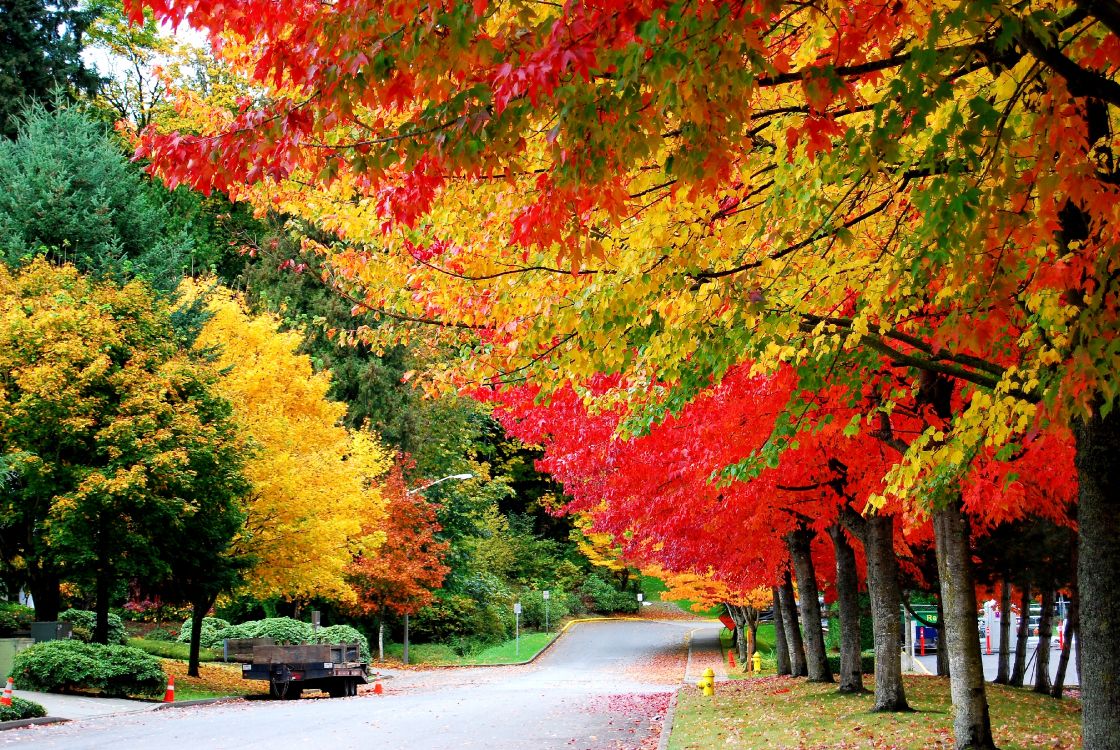 Red and Yellow Leaves on The Road. Wallpaper in 3812x2552 Resolution
