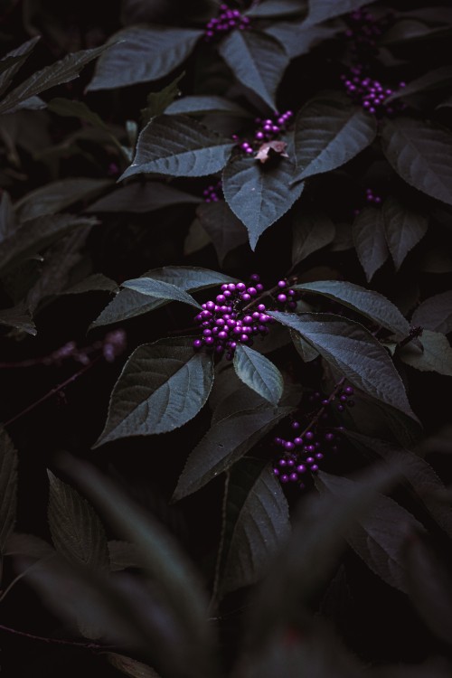 Image purple flower with green leaves