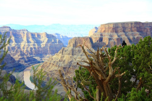 Image brown bare tree near brown rocky mountain during daytime