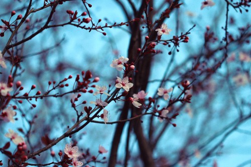 Image pink cherry blossom in close up photography