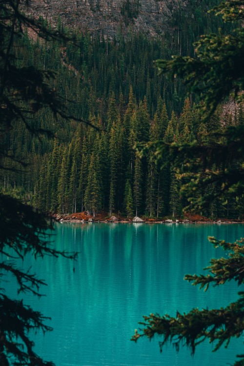 Image moraine lake, lake, forest, nature, body of water