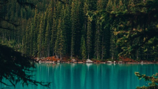 Image moraine lake, lake, forest, nature, body of water