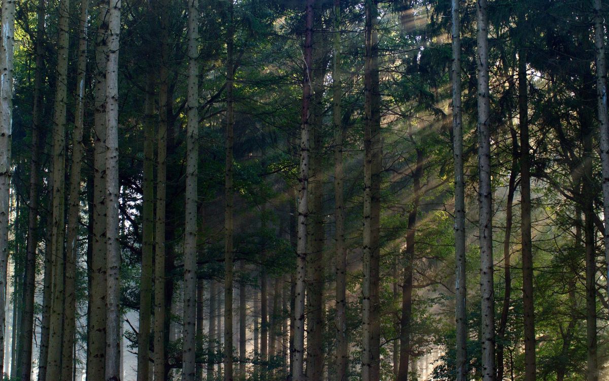 Árboles Verdes en el Suelo Cubierto de Nieve Durante el Día. Wallpaper in 2560x1600 Resolution