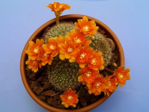 Image orange flower on brown clay pot