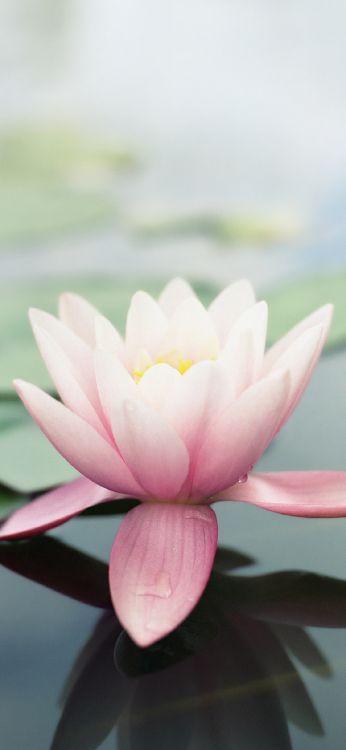 苹果 莲花 自然环境 植被 陆地上的植物高清壁纸 花卉图片 桌面背景和图片