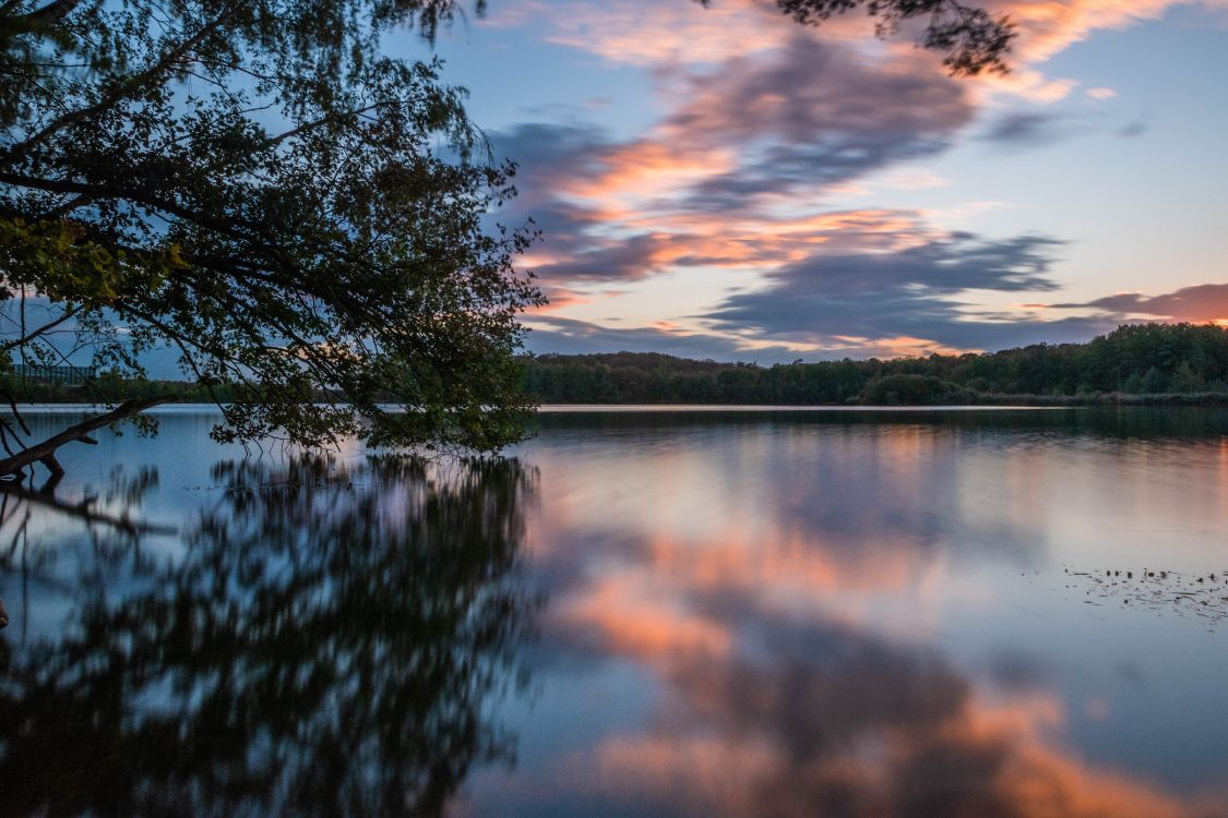 water, tree, reflection, nature, natural landscape