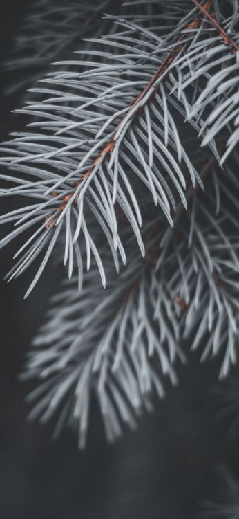 云杉, Fir, 陆地上的植物, 树枝, Evergreen 壁纸 1080x2340 允许