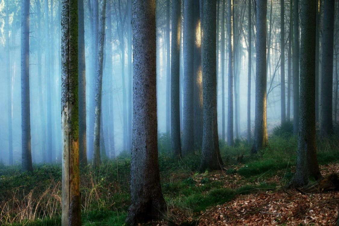 Fondos de Pantalla Árboles Marrones en el Campo de Hierba Marrón