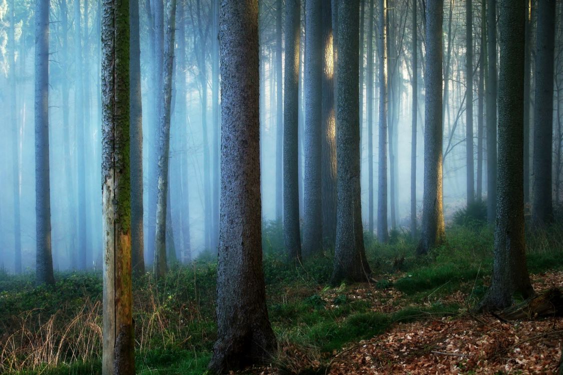 Arbres Bruns Sur Terrain D'herbe Brune Pendant la Journée. Wallpaper in 2048x1365 Resolution