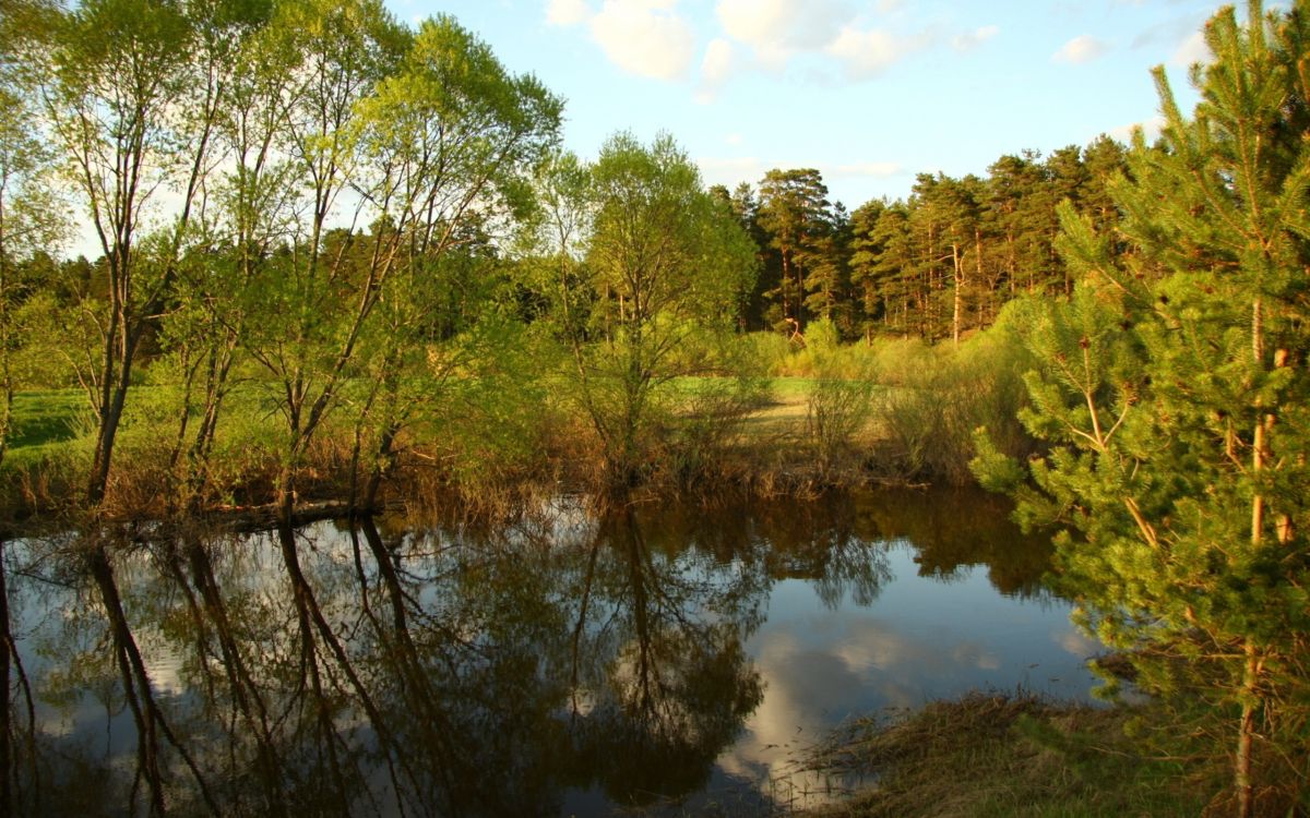 Arbres Verts à Côté de la Rivière Sous Ciel Bleu Pendant la Journée. Wallpaper in 2560x1600 Resolution