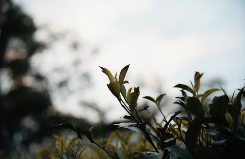 Image green plant under white clouds during daytime