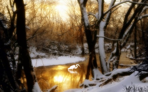 Image brown bare trees on snow covered ground during daytime