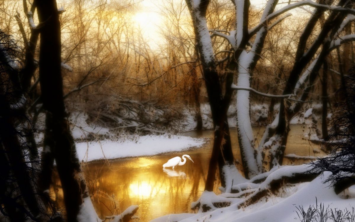 brown bare trees on snow covered ground during daytime