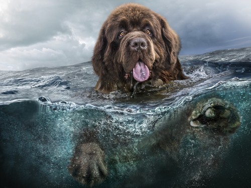 Image brown long coated dog in water