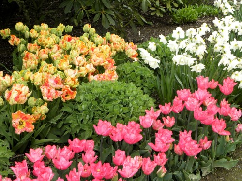 Image white and pink flowers with green leaves