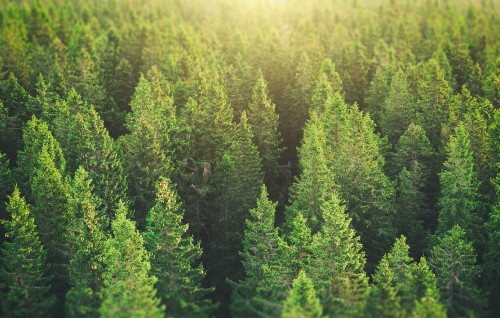 Image green pine tree during daytime