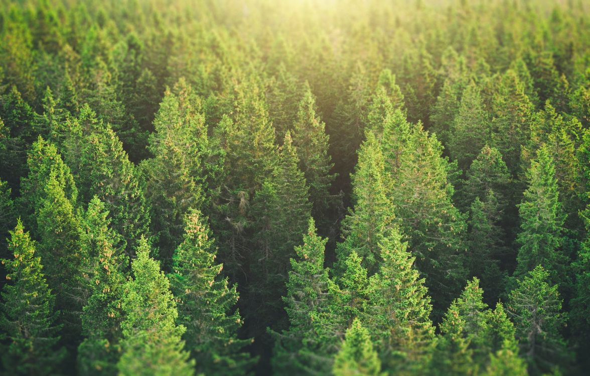 green pine tree during daytime