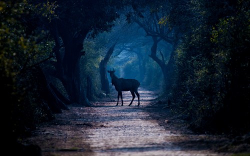 Image black deer standing on brown dirt road during daytime