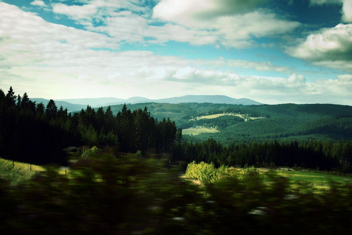 green trees under blue sky during daytime