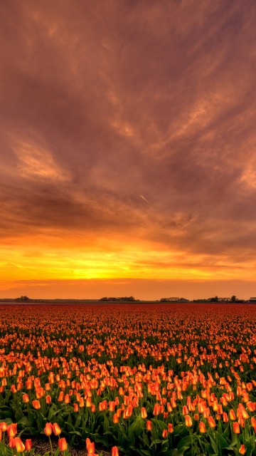 Image green and brown field under cloudy sky during sunset