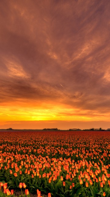 Image green and brown field under cloudy sky during sunset