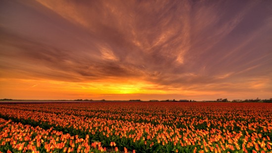 Image green and brown field under cloudy sky during sunset