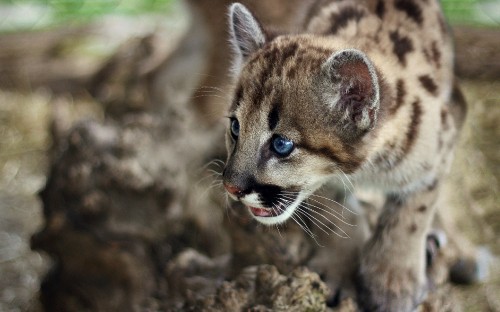 Image brown and black leopard cub