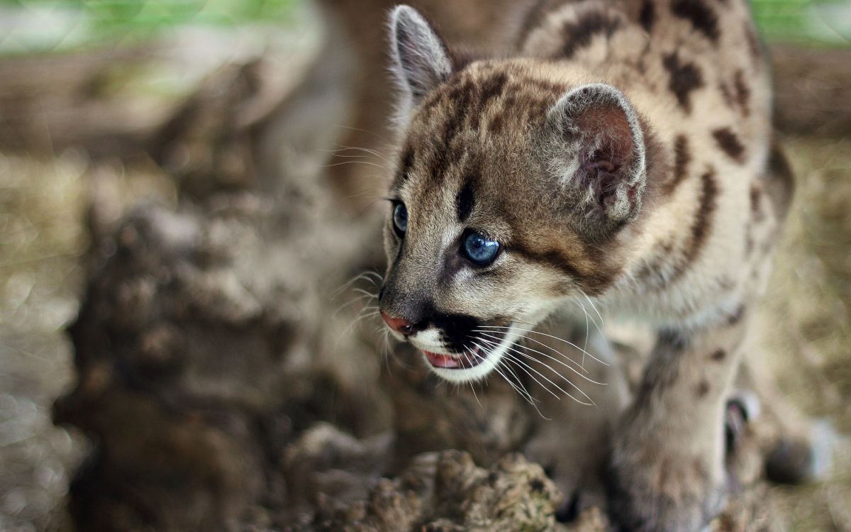 brown and black leopard cub