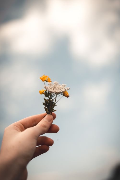Person Holding Yellow and Brown Flower. Wallpaper in 3648x5472 Resolution