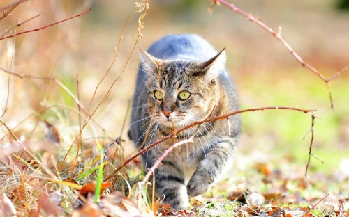 Image brown tabby cat on brown dried leaves