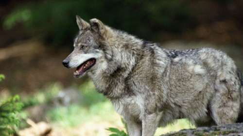 Image brown wolf on green grass during daytime