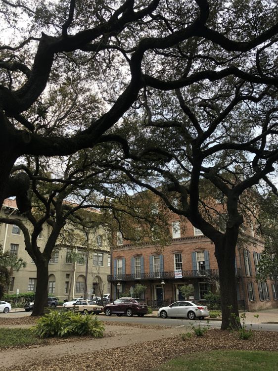 tree, branch, neighbourhood, king, building