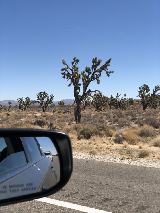 Road, König, Kfz-Spiegel, Kfz-Seitenspiegel, Pflanzen-Gemeinschaft. Wallpaper in 1536x2048 Resolution