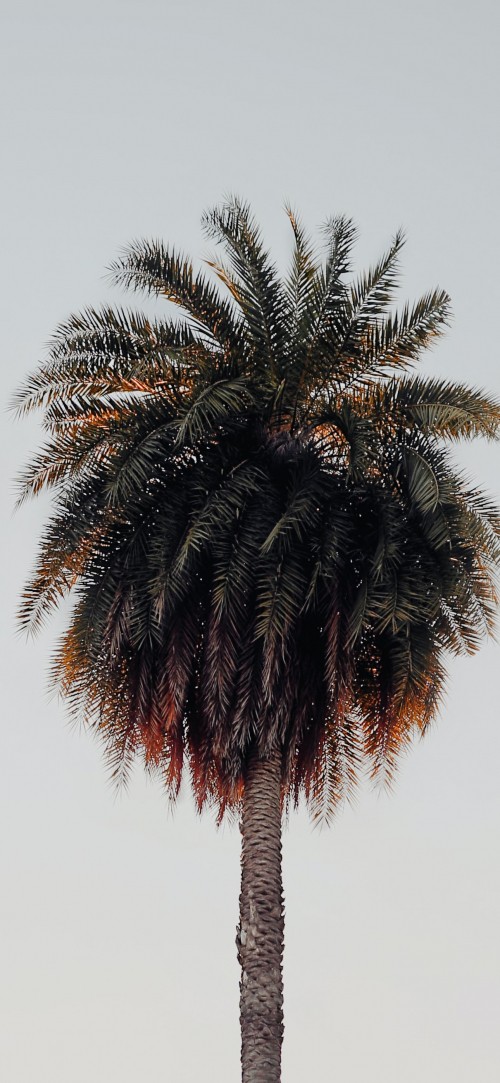 Image Palms, terrestrial plant, tree, palm tree, attalea speciosa