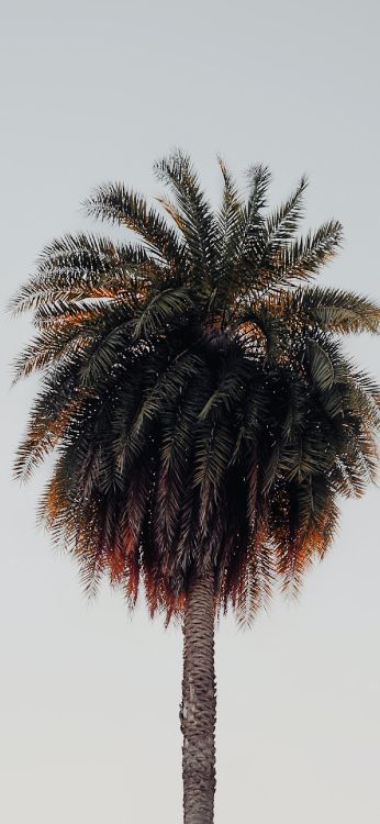 Palms, terrestrial plant, tree, palm tree, attalea speciosa