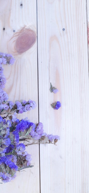 Image reign of brayshaw, flower, lavender, aster, table