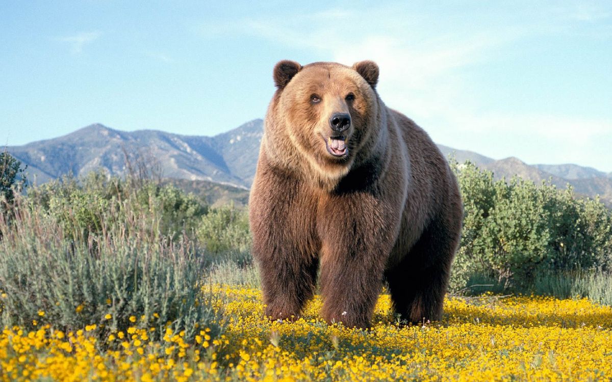 brown bear on green grass field during daytime