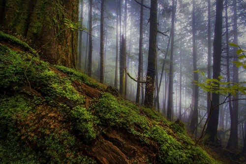 Image green moss on brown tree trunk