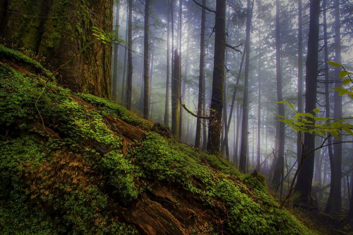 green moss on brown tree trunk