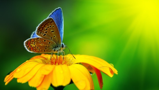 Fondos de Pantalla Full HD HDTV 1080p 16 9 Mariposa de Swallowtail Imagenes HD Mariposa de Swallowtail Descargar Imagenes Gratis 1920x1080