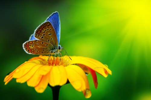 Image brown and white butterfly on yellow flower