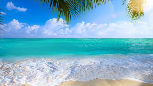 Image green palm tree near sea during daytime