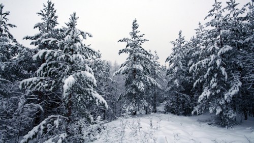 Image snow covered trees during daytime