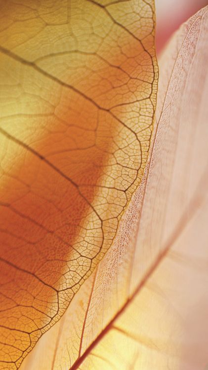 ZTE, ZTE Nubia Z17s, Blatt, Nubia Z17, Nubien. Wallpaper in 1080x1920 Resolution