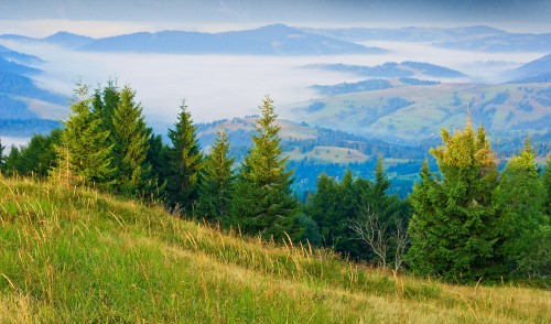 Image green grass field near green trees and mountains during daytime